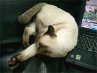 cats