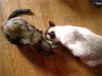 cats