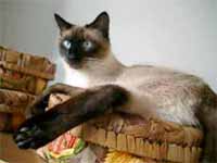 cats