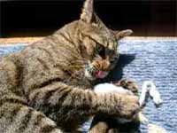 cats