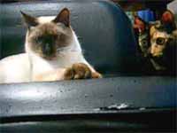 cats