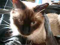 cats