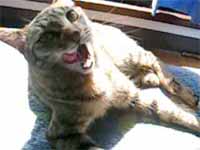 cats