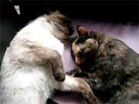 cats