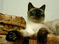 cats