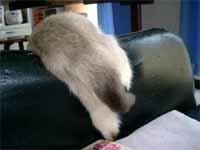 cats