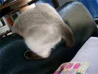 cats