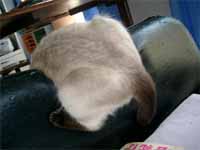 cats