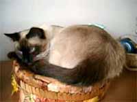 cats