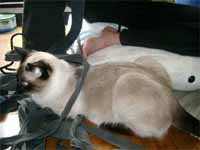 cats