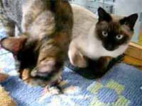 cats