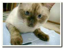 cats