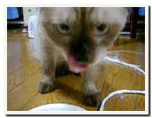 cats