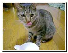 cats