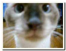cats