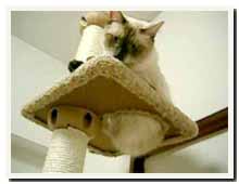 cats