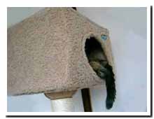 cats