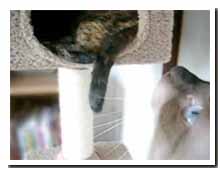 cats