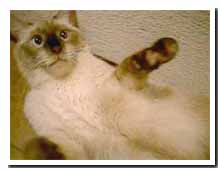 cats