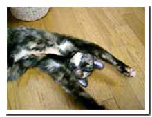 cats