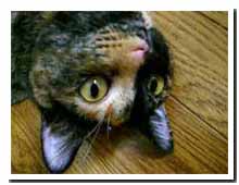 cats