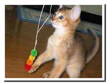 cats