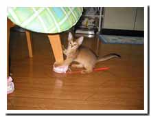 cats