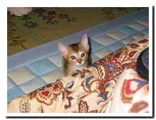 cats