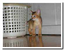 cats