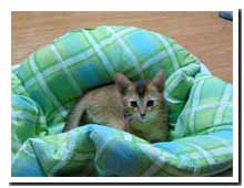 cats
