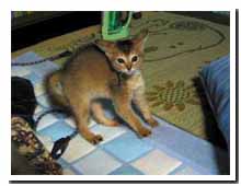 cats
