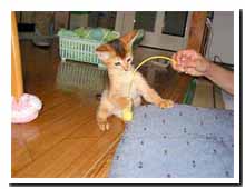 cats