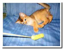 cats