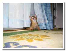 cats