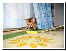 cats