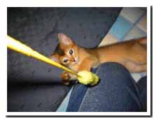cats