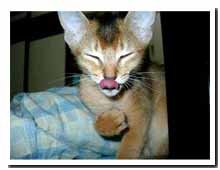 cats