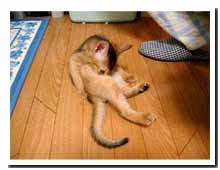 cats