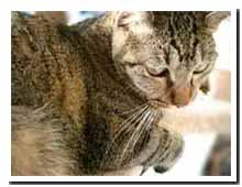 cats