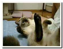 cats
