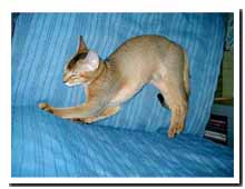 cats