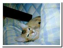 cats