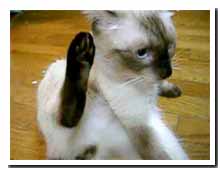cats