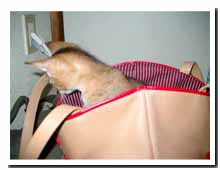 cats