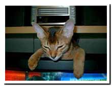 cats