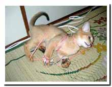cats
