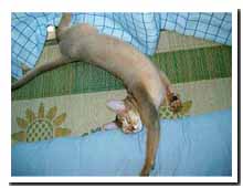 cats