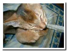 cats