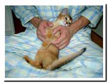 cats