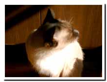 cats